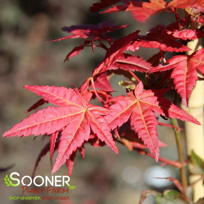 BENI MAIKO UPRIGHT JAPANESE MAPLE