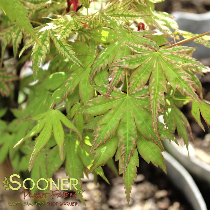 HIGASA YAMA JAPANESE MAPLE