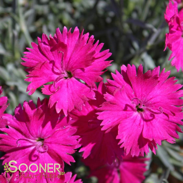 NEON STAR DIANTHUS