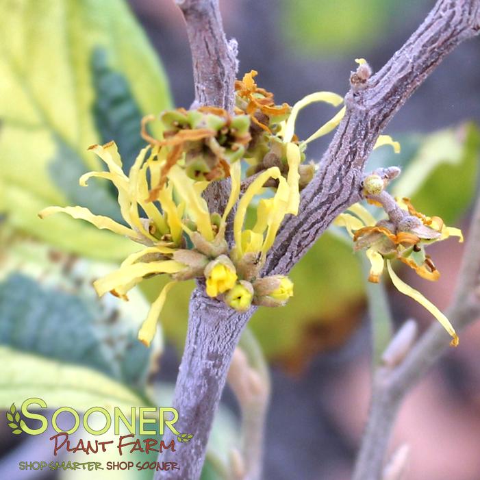 LITTLE PROSPECT VARIEGATED WITCH HAZEL