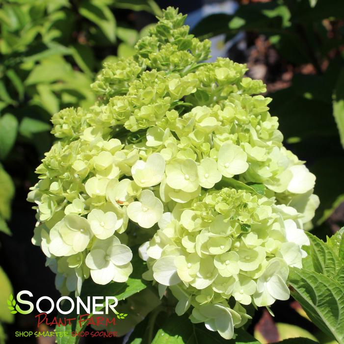 MOONROCK® HYDRANGEA