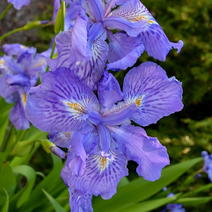 MING TREASURE IRIS