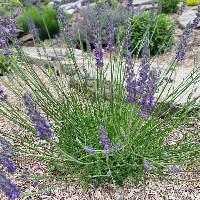 SENSATIONAL® LAVENDER