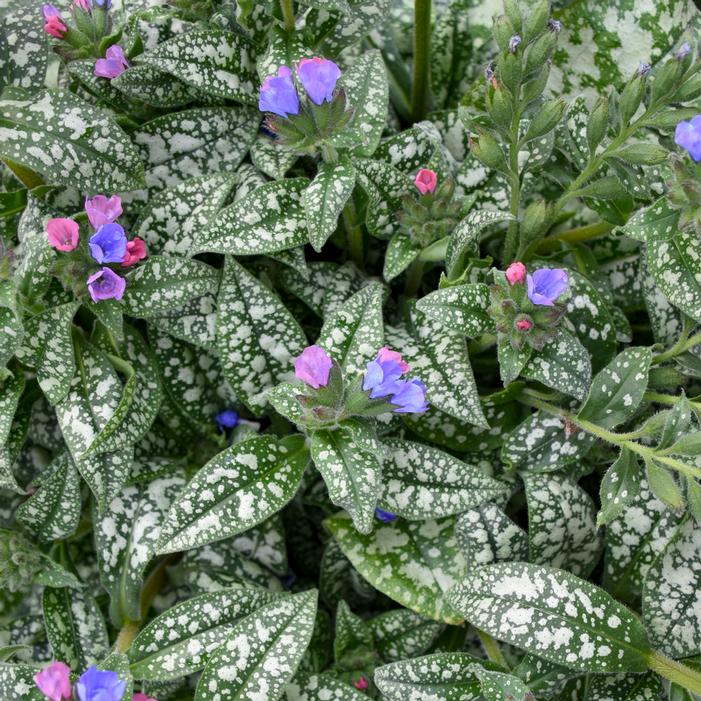 PINK-A-BLUE LUNGWORT