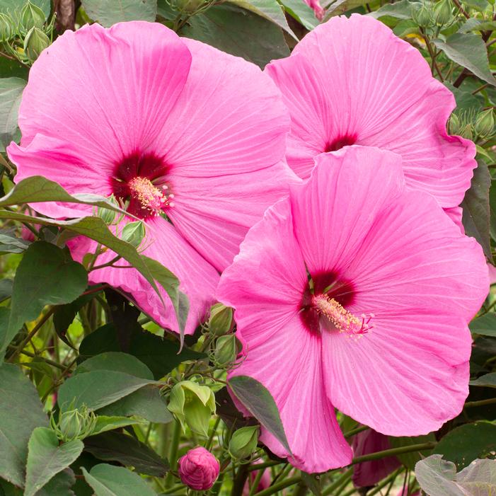 HEAD OVER HEELS® ADORE™ HARDY HIBISCUS