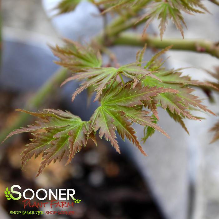 CHIRIMEN NISHIKI UPRIGHT JAPANESE MAPLE