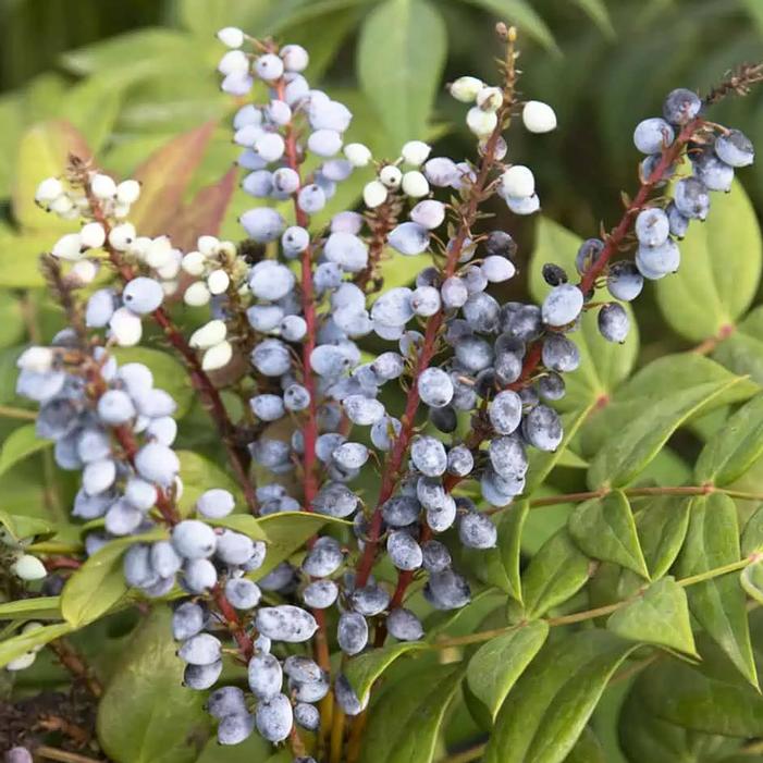 MARVEL MAHONIA