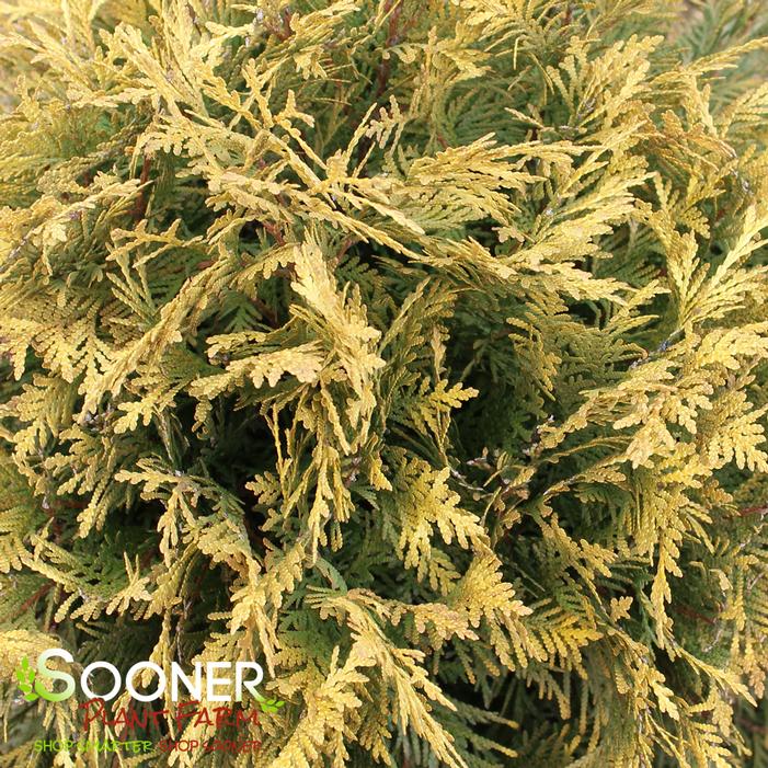 GOLDEN GLOBE ARBORVITAE