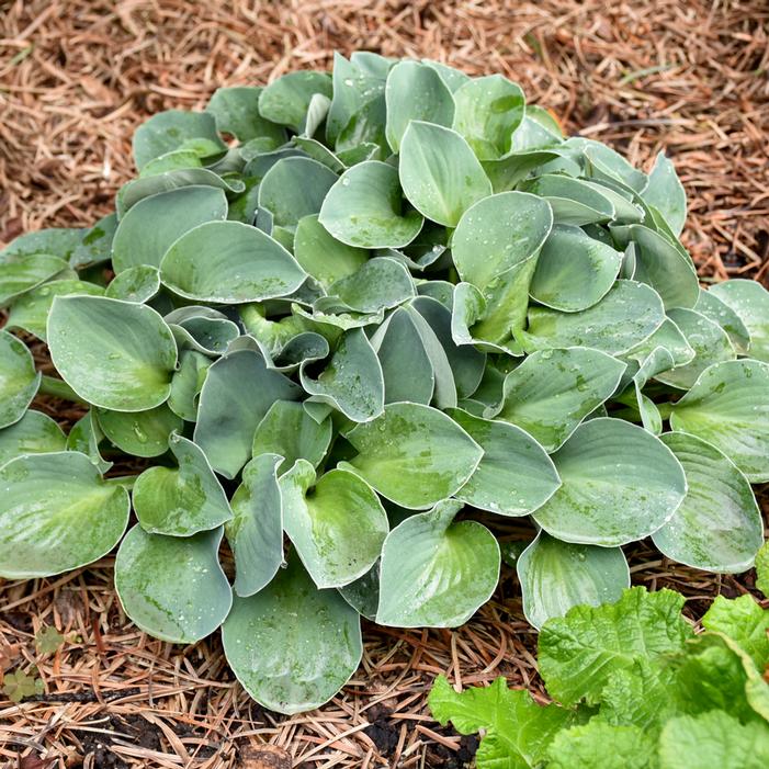 BLUE MOUSE EARS HOSTA