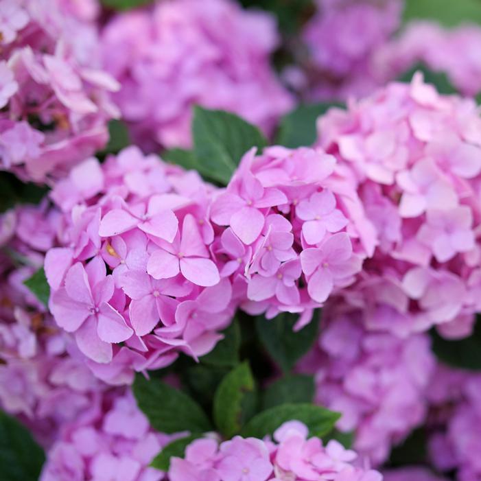 LET'S DANCE SKY VIEW® HYDRANGEA