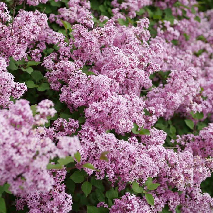 BLOOMERANG® PURPINK™ LILAC