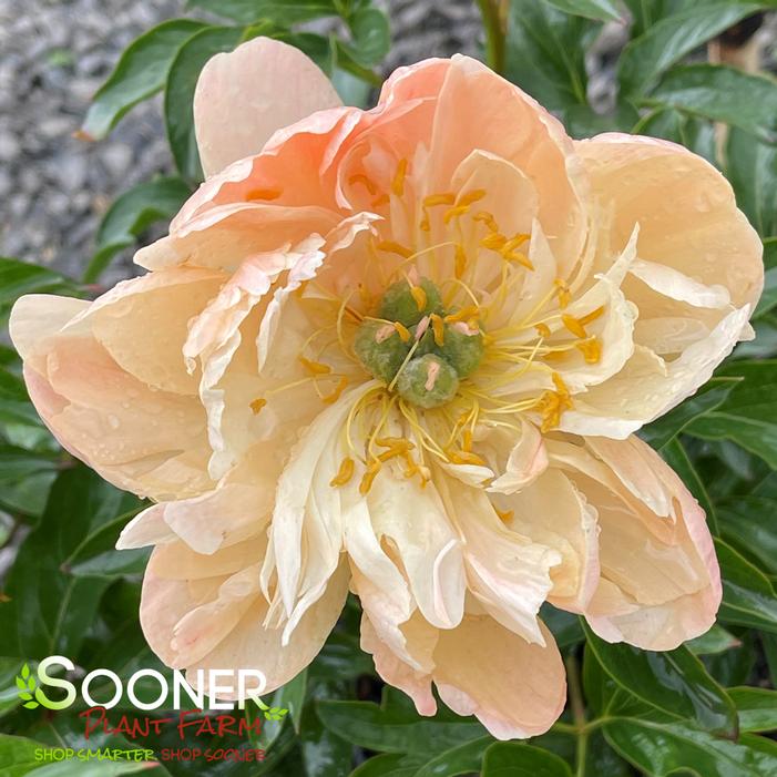 CORAL CHARM GARDEN PEONY