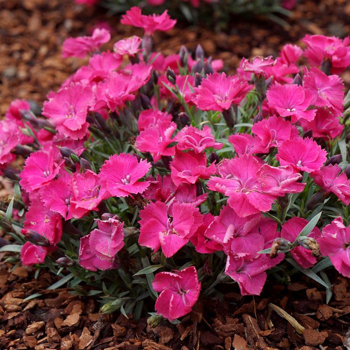 VIVID™ BRIGHT LIGHT DIANTHUS