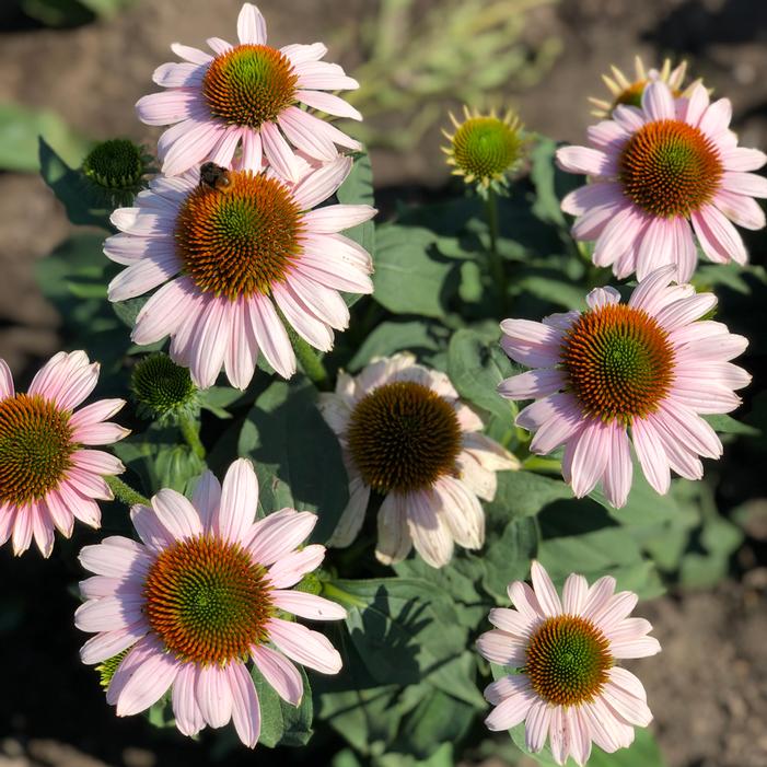 BUTTERFLY™ PINK SKIPPER CONEFLOWER