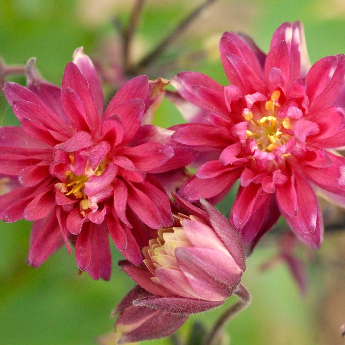 CLEMENTINE RED COLUMBINE