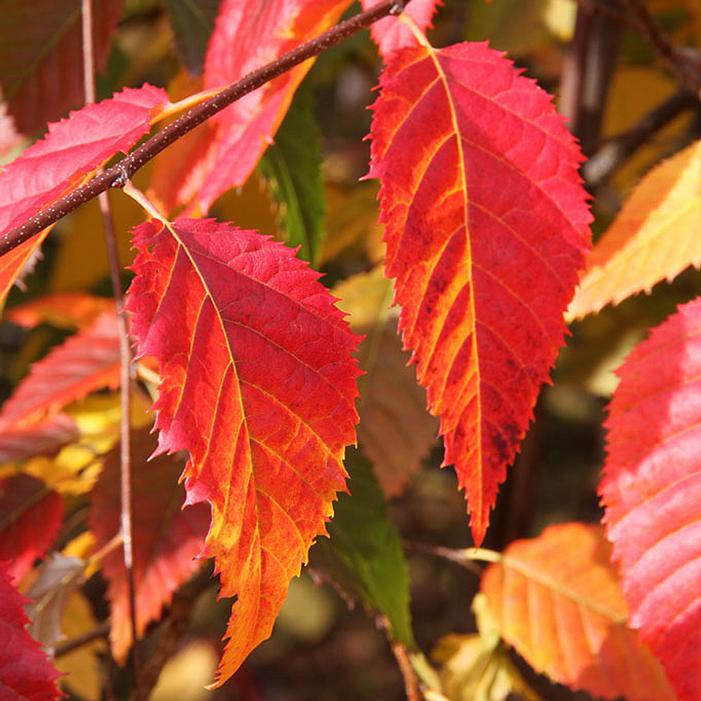 NATIVE FLAME® AMERICAN HORNBEAM