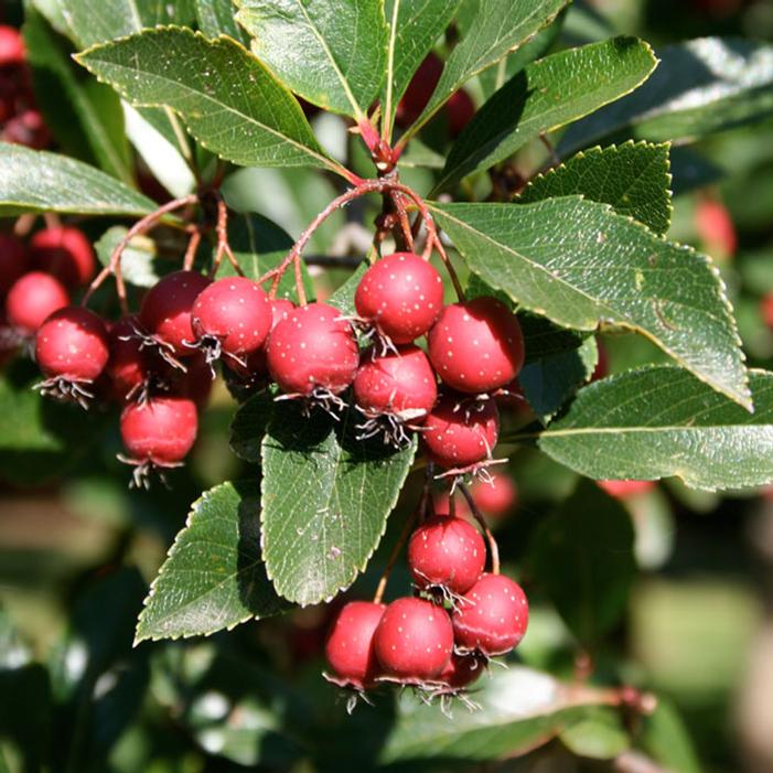 THORNLESS COCKSPUR HAWTHORN