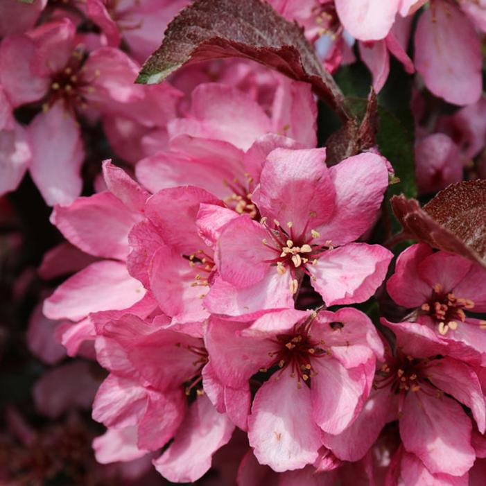 RASPBERRY SPEAR® CRABAPPLE