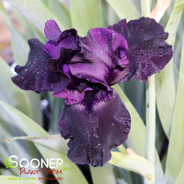 BLACKWATER TALL BEARDED IRIS
