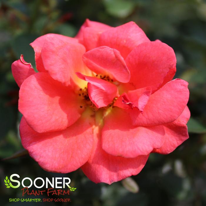 ALL A'TWITTER™ MINIATURE ROSE