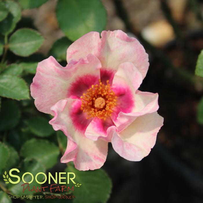 Image property of Sooner Plant Farm, Inc.