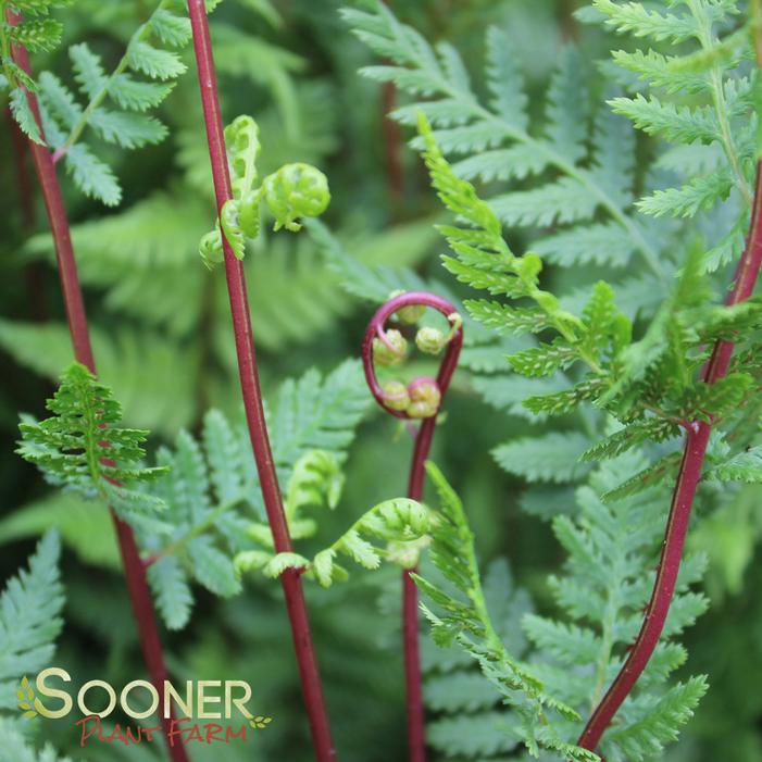 LADY IN RED FERN