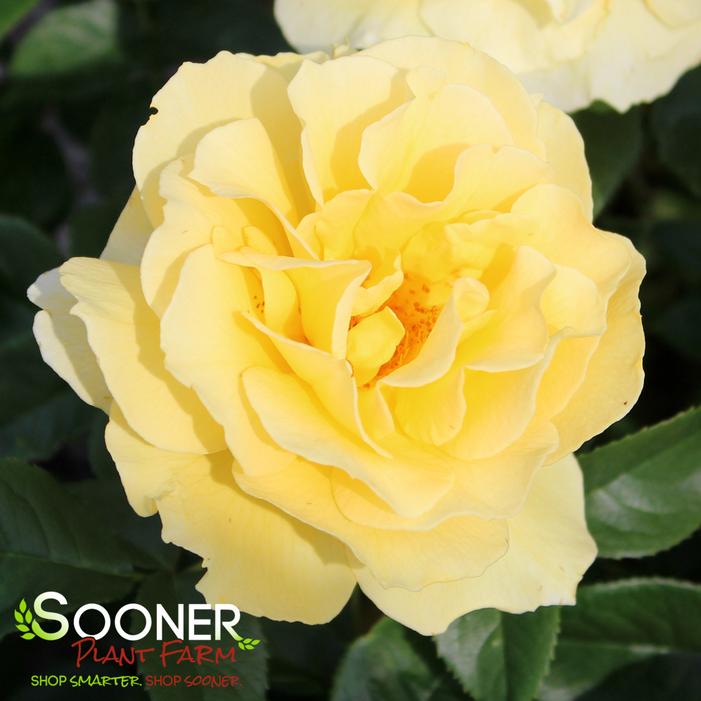 QUEST FOR ZEST™ GRANDIFLORA ROSE