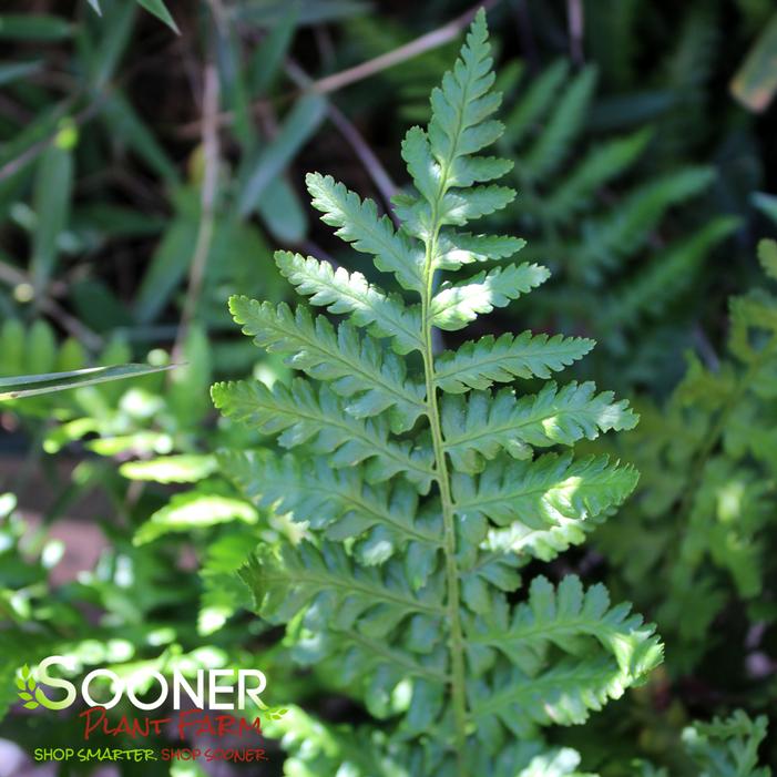 ROBUST MALE FERN