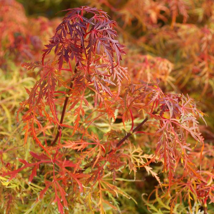 BABY LACE DWARF WEEPING JAPANESE MAPLE