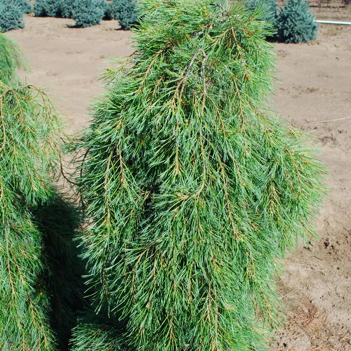 ANGEL FALLS WEEPING EASTERN WHITE PINE