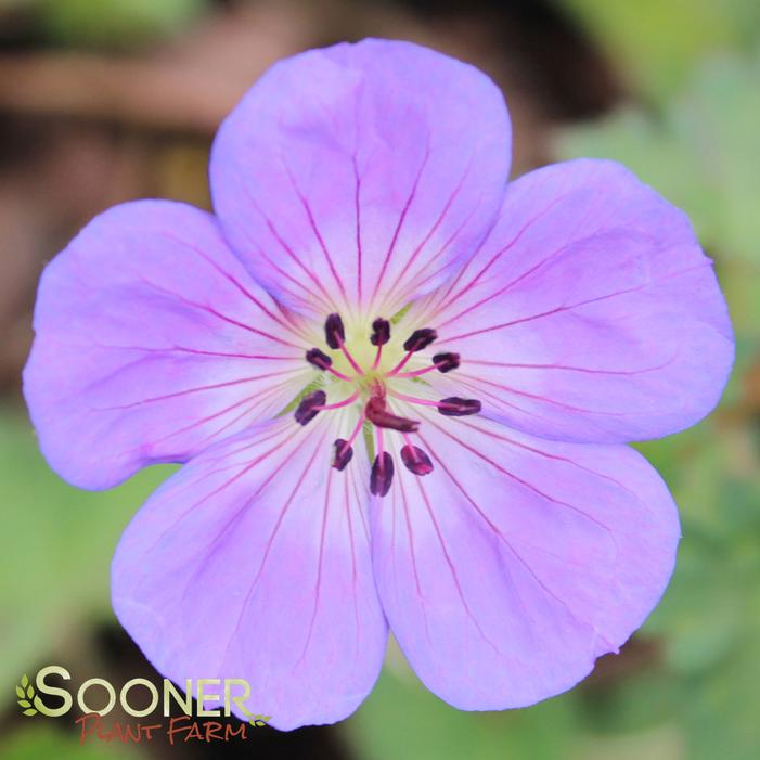 ROZANNE CRANESBILL GERANIUM