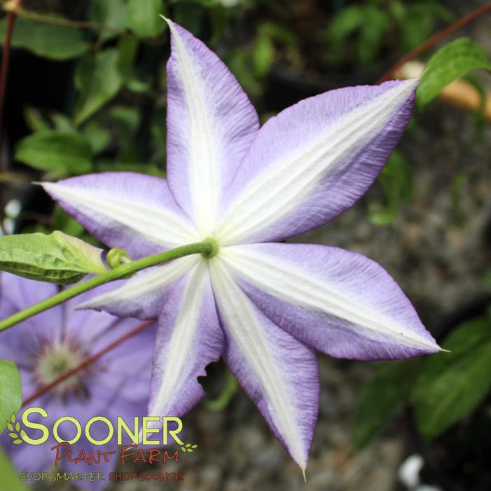 Image property of Sooner Plant Farm, Inc.