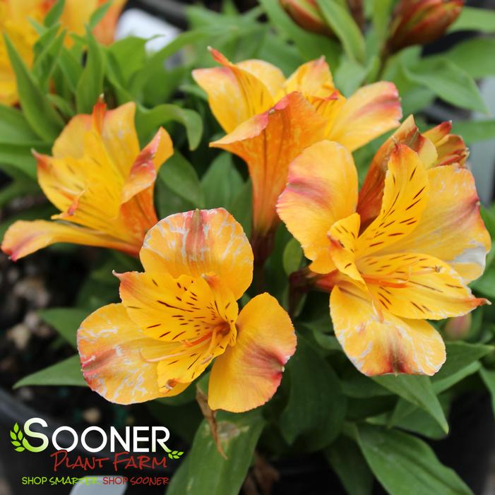 COLORITA® ARIANE® PERUVIAN LILY