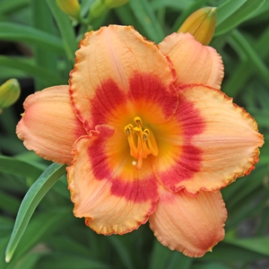 STRAWBERRY CANDY DAYLILY