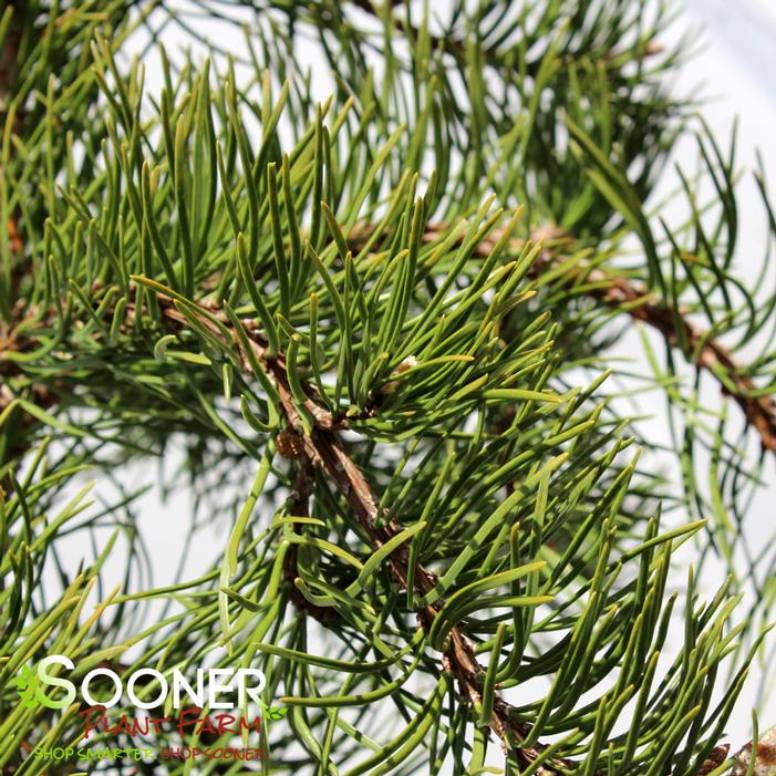 UNCLE FOGY WEEPING JACK PINE