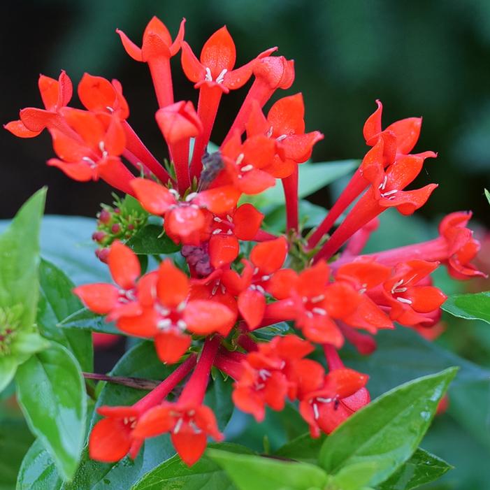 ESTRELLITA™ SCARLET FIRECRACKER BUSH