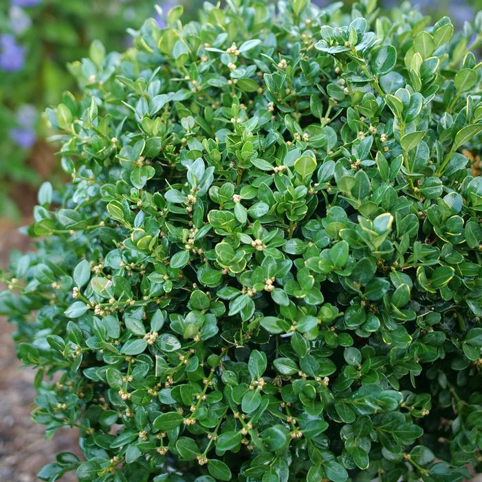 NEATBALL® BOXWOOD