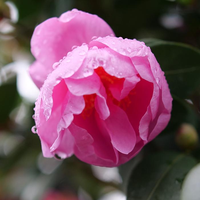 JUST CHILL™ DOUBLE MAUVE CAMELLIA