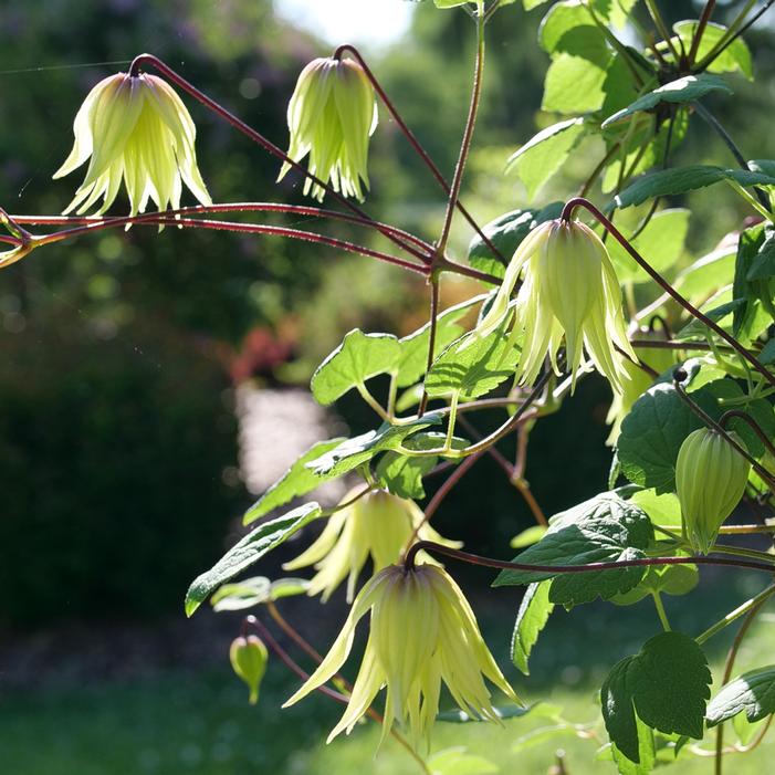 FUNYELLA™ CLEMATIS