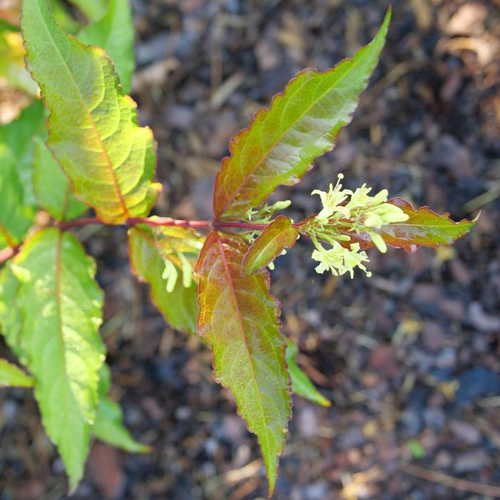 KODIAK® RED 2.0 BUSH HONEYSUCKLE