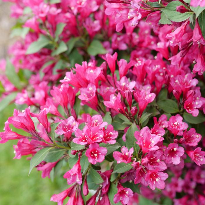 SONIC BLOOM® PUNCH™ WEIGELA