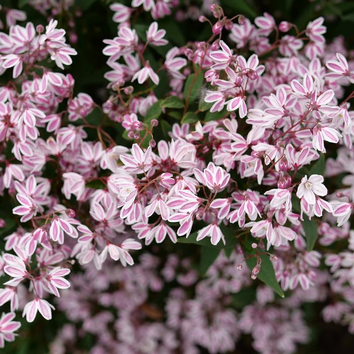 YUKI KABUKI™ DEUTZIA