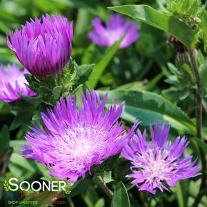 HONEYSONG PURPLE STOKES ASTER