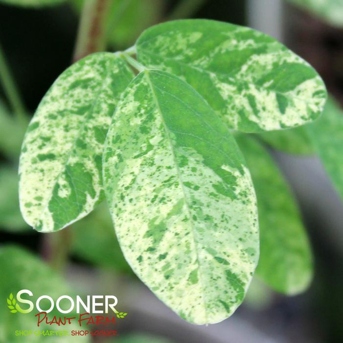SPILT MILK VARIEGATED BUSH CLOVER