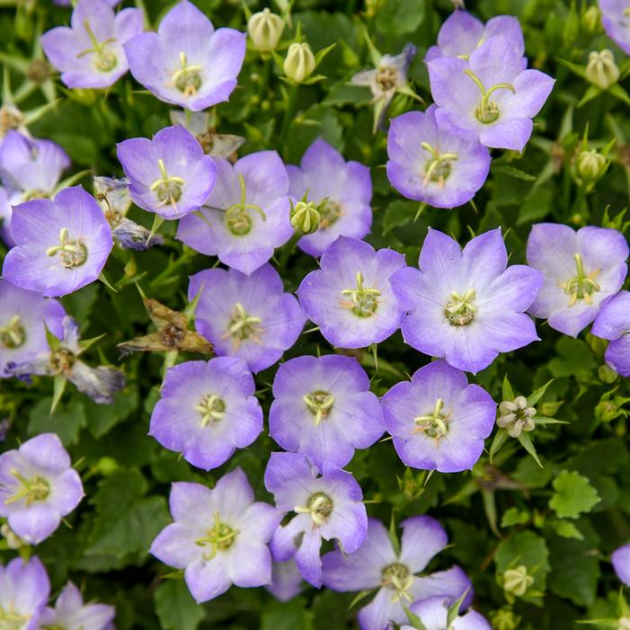 MINI MARVELS™ TWILIGHT BELLFLOWER