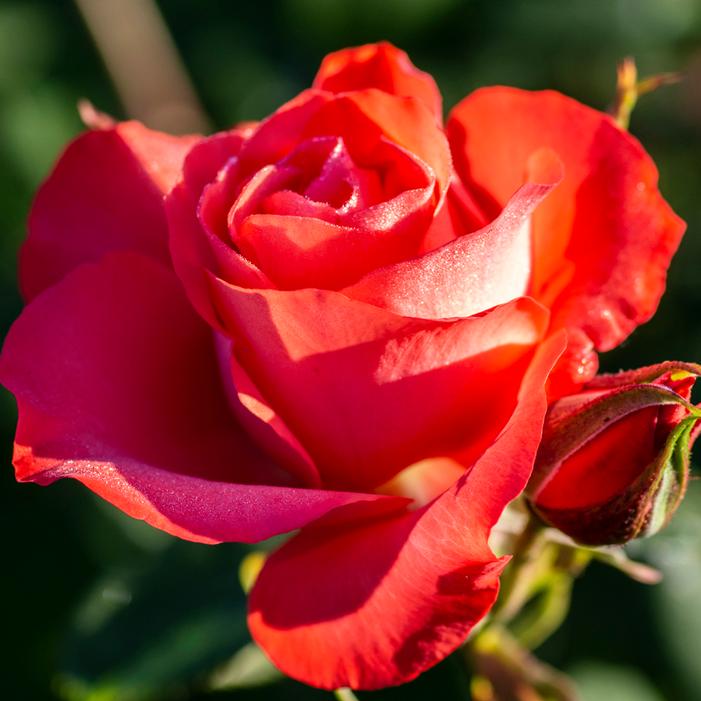 Marmalade Skies™ Floribunda Rose | Sooner Plant Farm