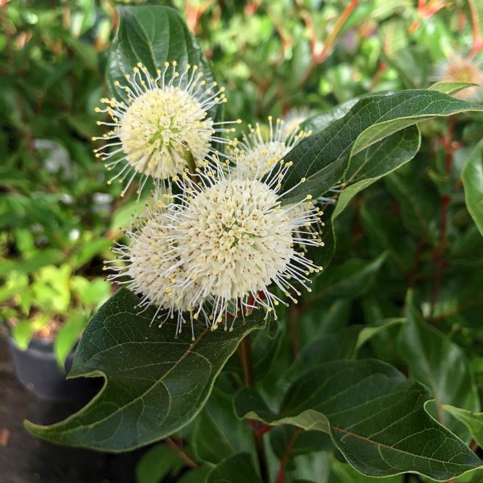 MAGICAL® MOONLIGHT BUTTONBUSH