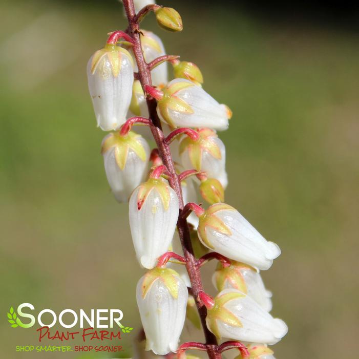 MOUNTAIN FIRE PIERIS