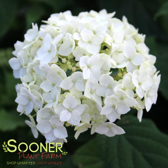 Image property of Sooner Plant Farm, Inc.