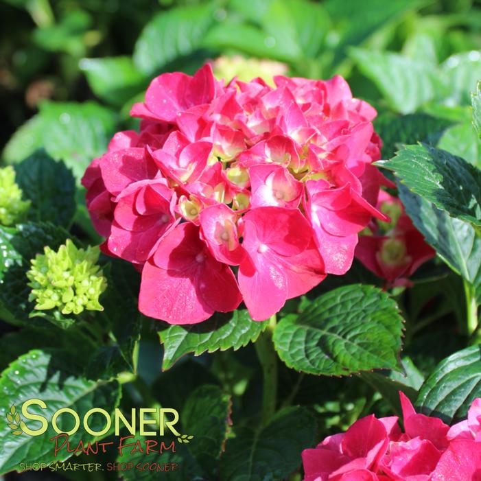 Image property of Sooner Plant Farm, Inc.
